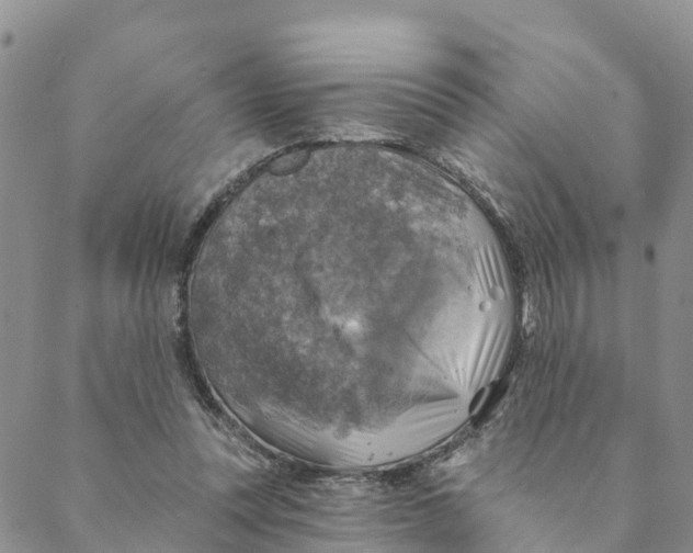 X0000088390351200706121215