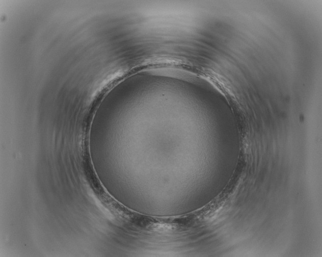 X0000088390352200706121215