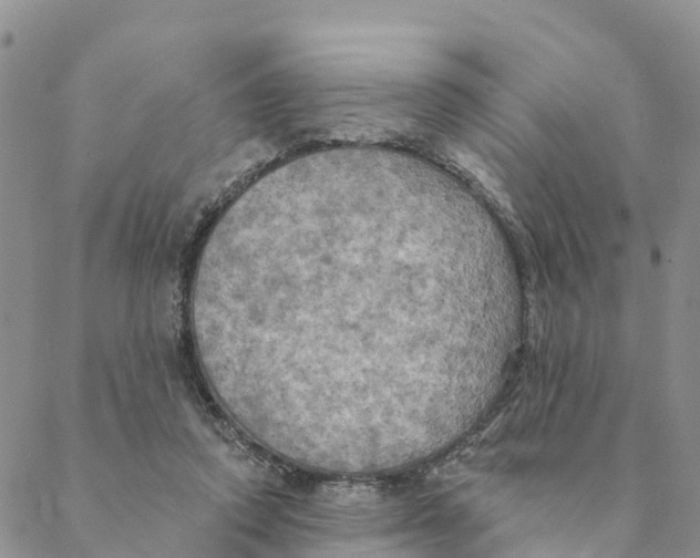 X0000088390354200706121216