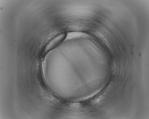 X0000088390355200706121216