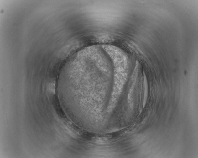 X0000088390368200706121216