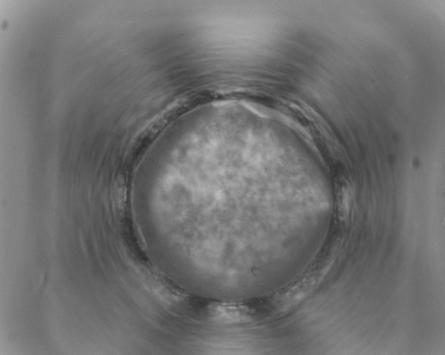 X0000088390372200706121216