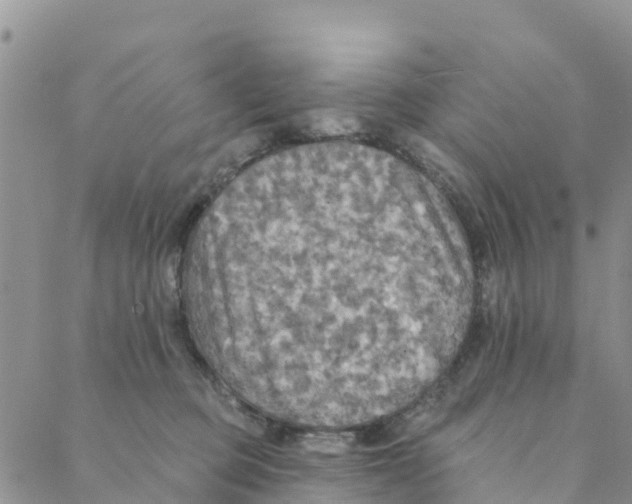 X0000088390373200706121216