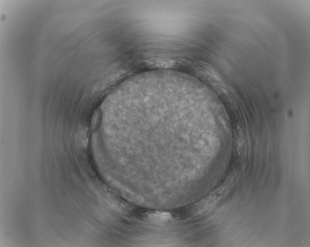 X0000088390374200706121216