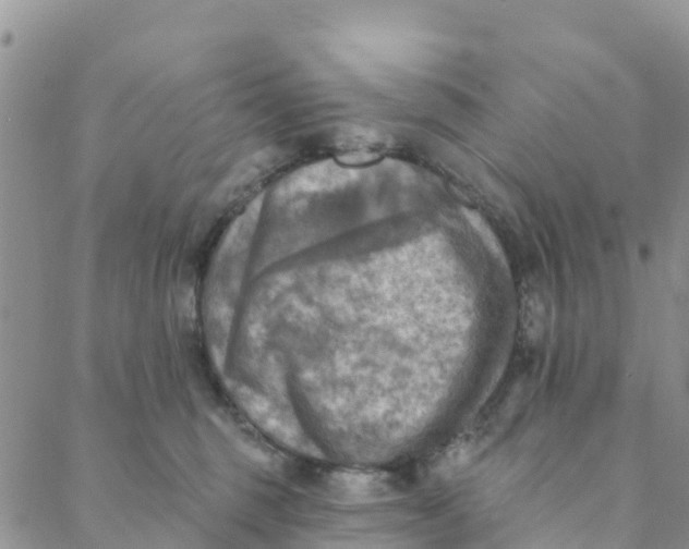 X0000088390375200706121216