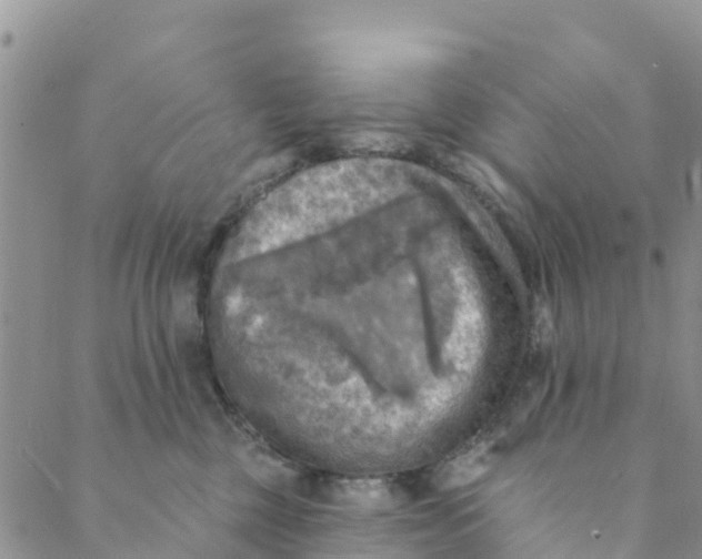 X0000088390377200706121216