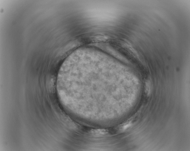 X0000088390378200706121216