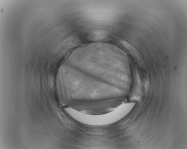 X0000088390380200706121216