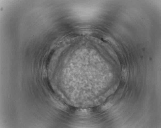 X0000088390381200706121216