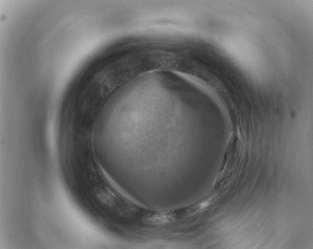 X0000088390383200706121216