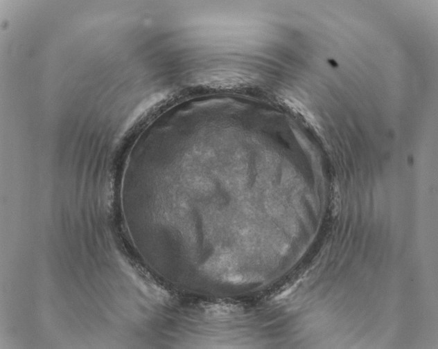 X0000088390400200706121215