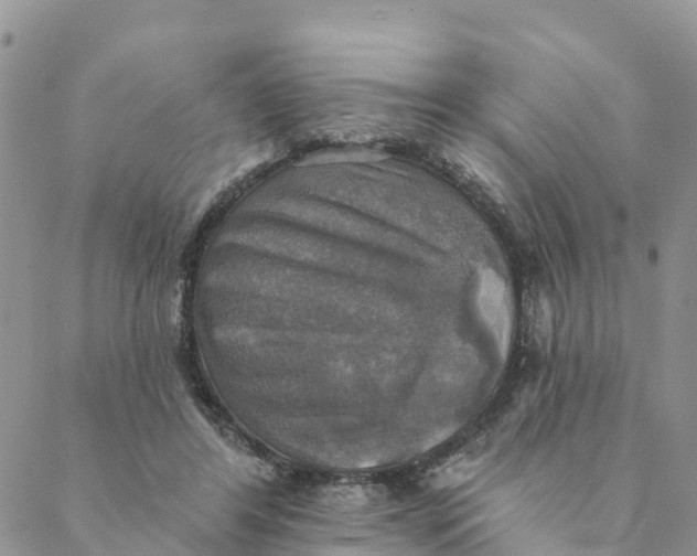 X0000088390404200706121215