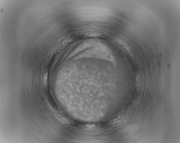 X0000088390406200706121215