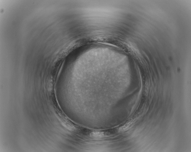 X0000088390413200706121215