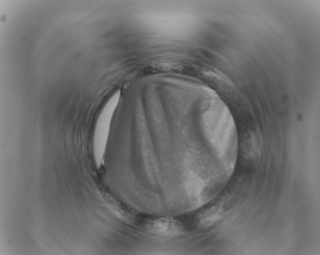 X0000088390420200706121215