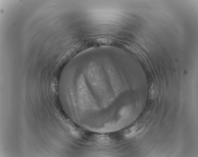 X0000088390424200706121215