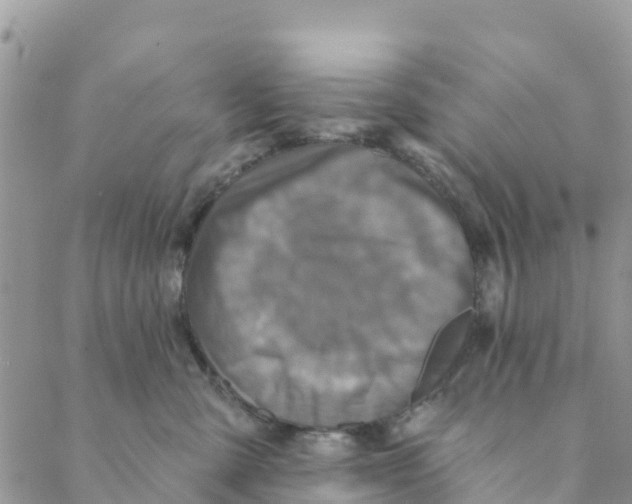 X0000088390427200706121215