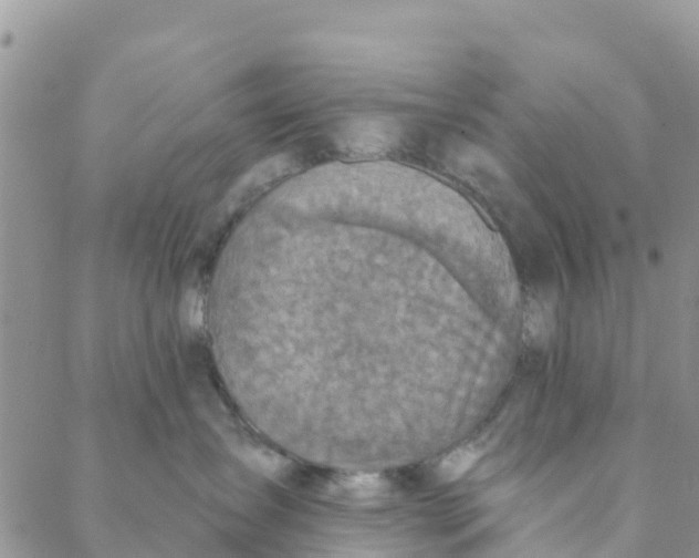 X0000088390431200706121214