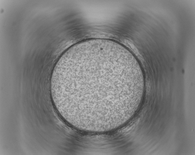 X0000088390433200706121214