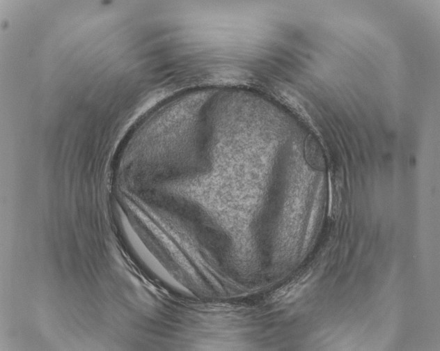 X0000088390435200706121214