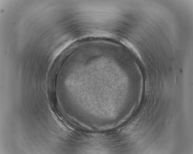 X0000088390436200706121214