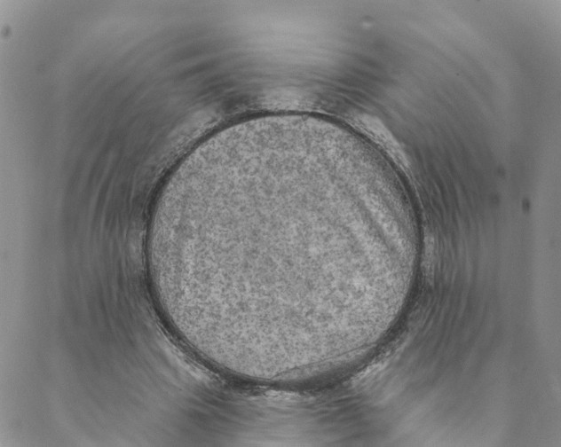 X0000088390441200706121214