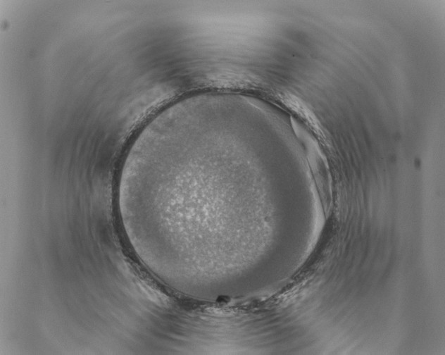 X0000088390442200706121214