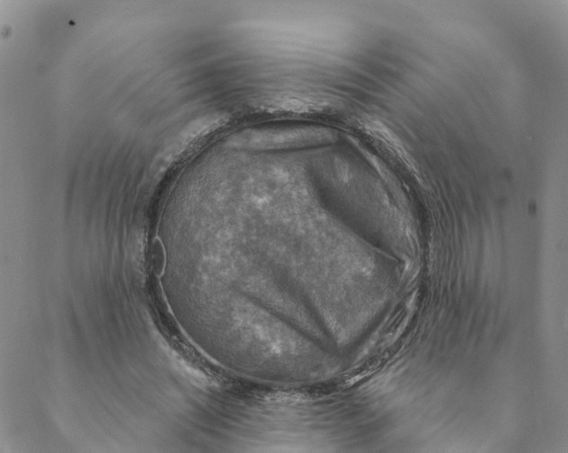 X0000088390444200706121214