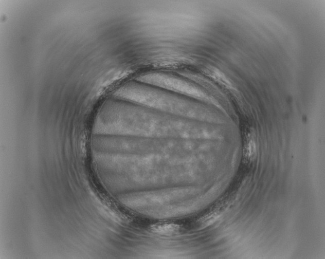 X0000088390452200706121214