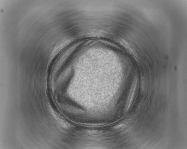 X0000088390486200706121214