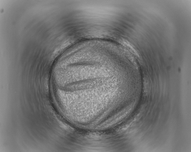 X0000088390489200706121214