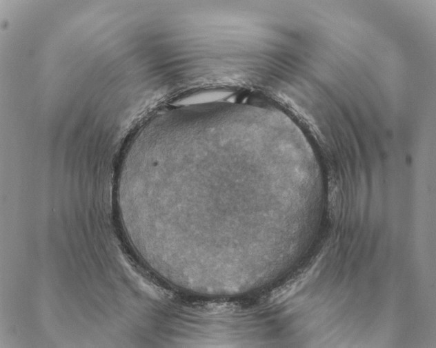 X0000088390493200706121213