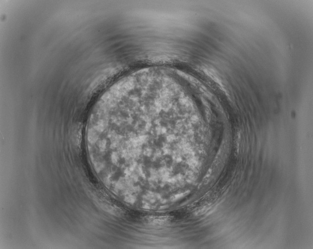 X0000088390495200706121213