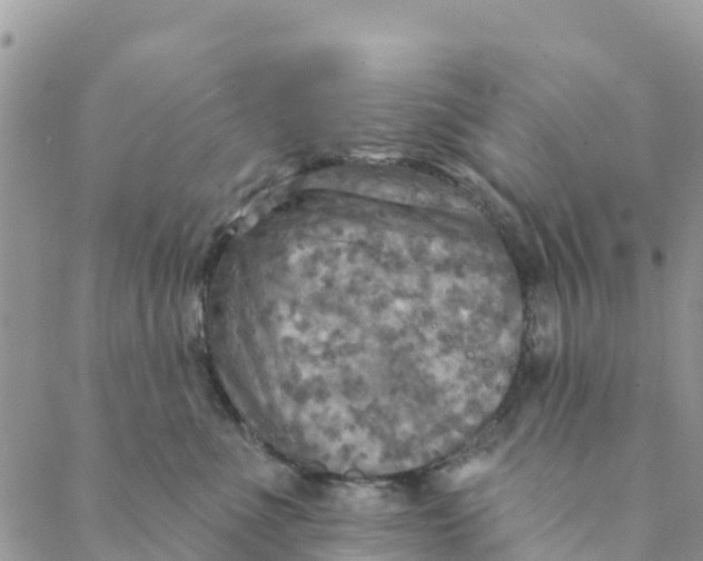 X0000088390523200706121213