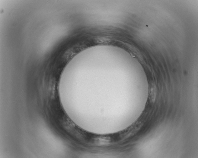 X0000088390525200706121213