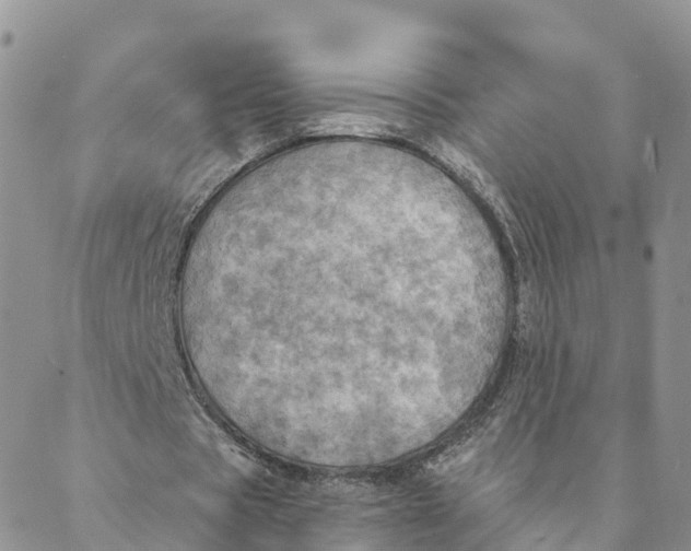 X0000088390529200706121212