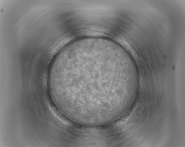 X0000088390533200706121212