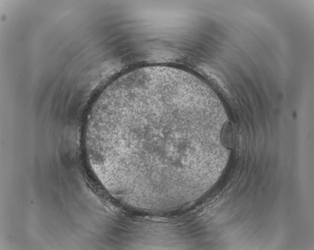 X0000088390539200706121212