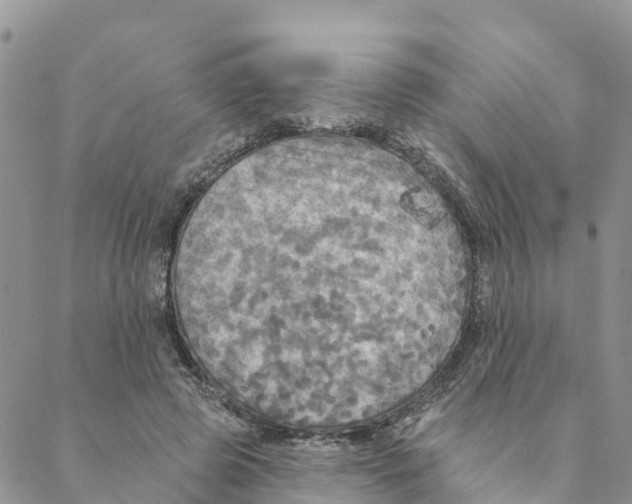 X0000088390545200706121212