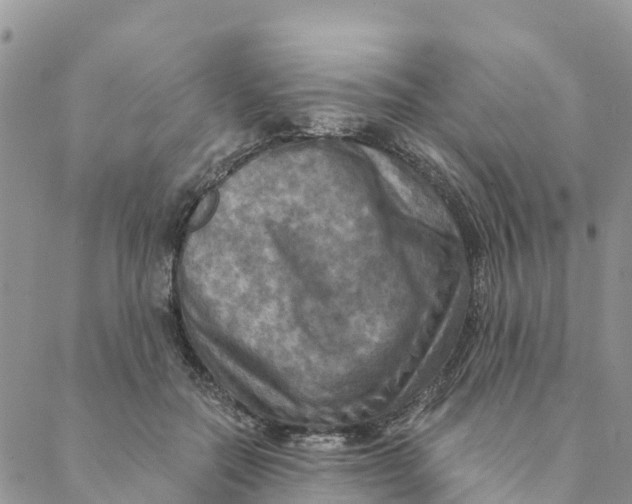 X0000088390554200706121213