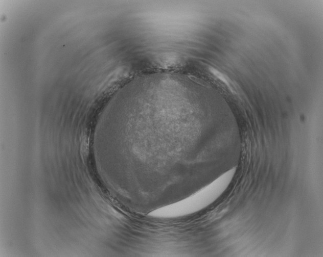 X0000088390558200706121213