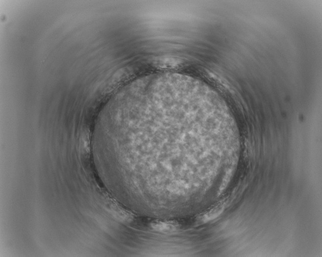 X0000088390561200706121213