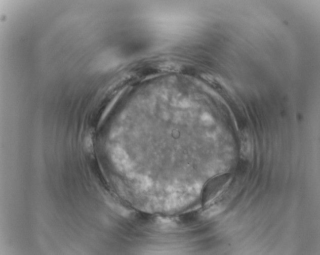 X0000088390573200706121213