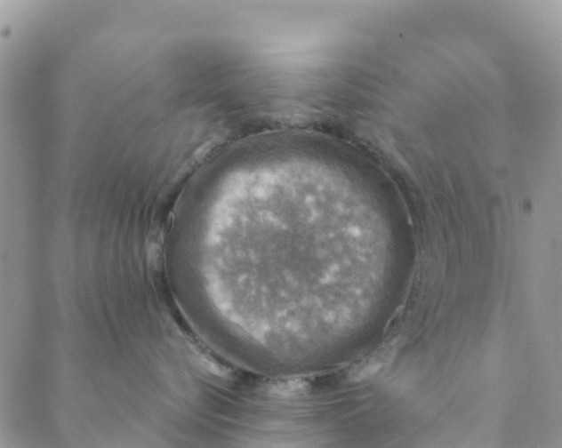 X0000088390576200706121213