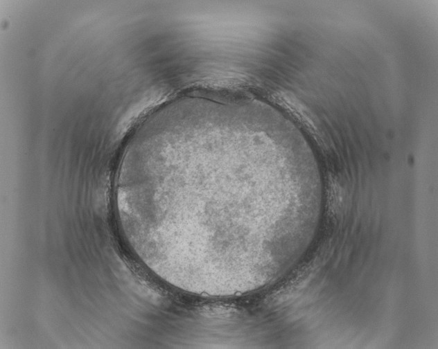 X0000088390586200706121212