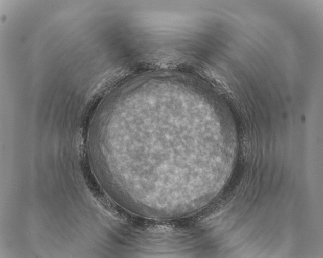 X0000088390594200706121212