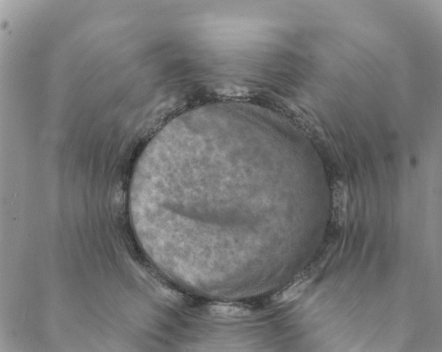 X0000088390614200706121211