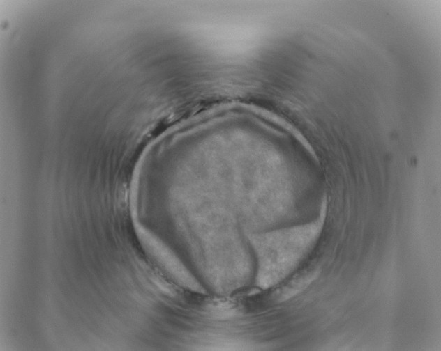 X0000088390624200706121211