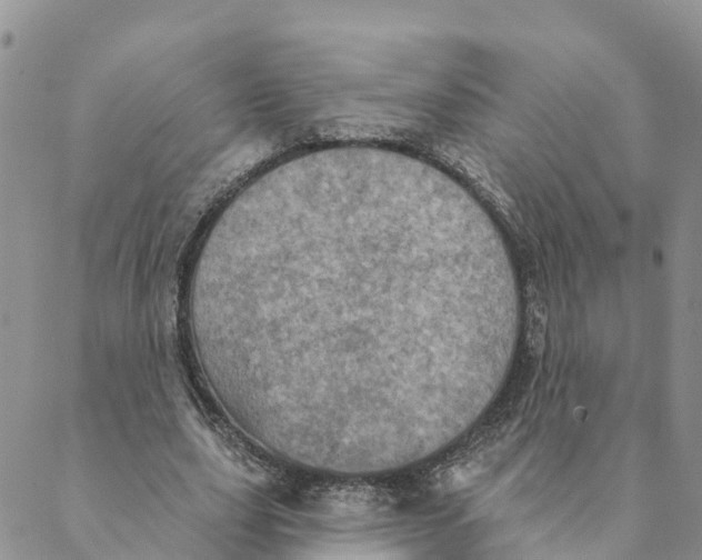 X0000088390631200706121211