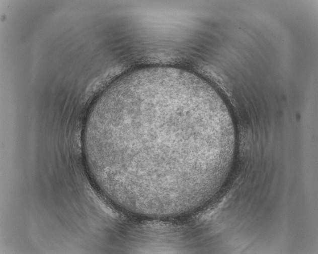 X0000088390633200706121211